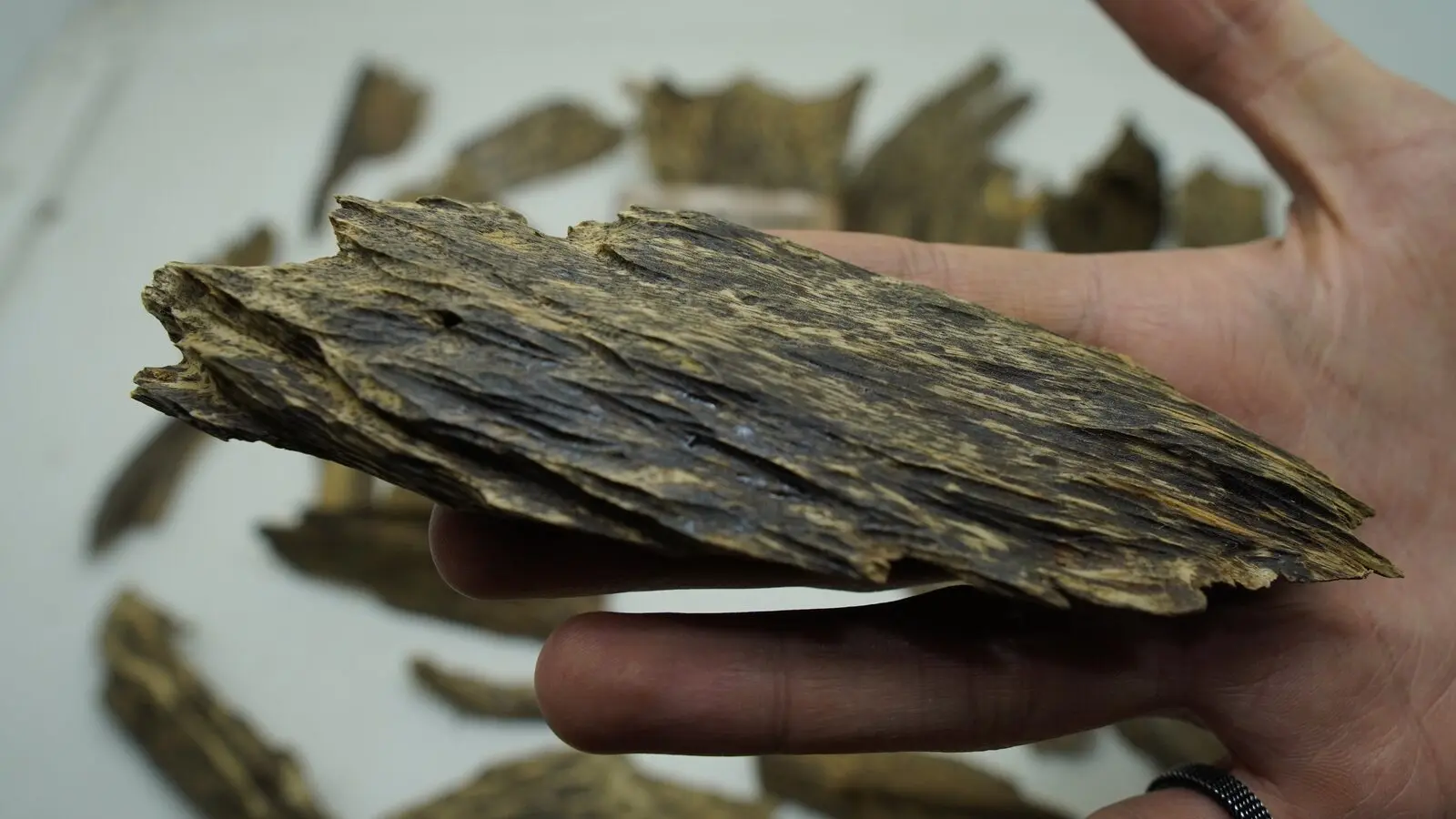 Aceh Double Super Indonesian agarwood from سومطرة وآتشيه