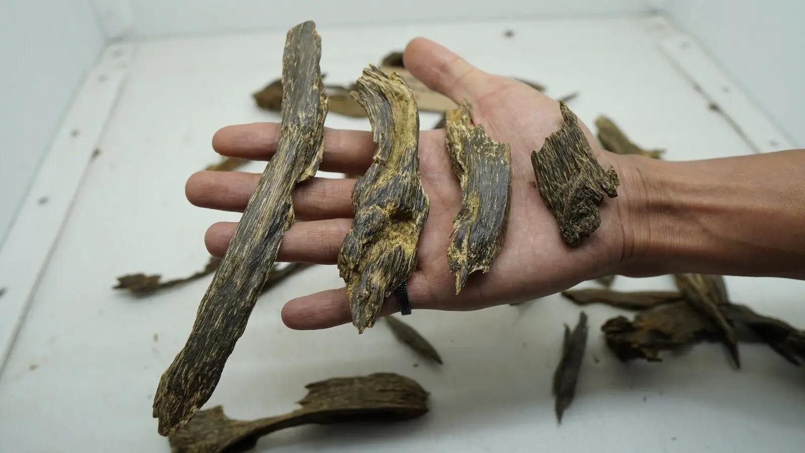 VIP Malinau - Mini Indonesian agarwood from Kalimantan - Malinau