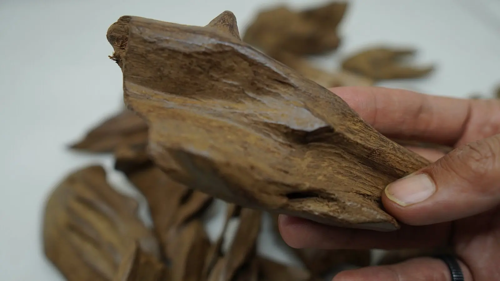 Double Super Maroki Indonesian agarwood from Papua - Merauke