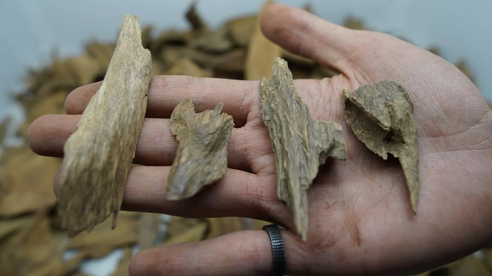 Maroki High Iriani Super Indonesian agarwood from Papua - Merauke