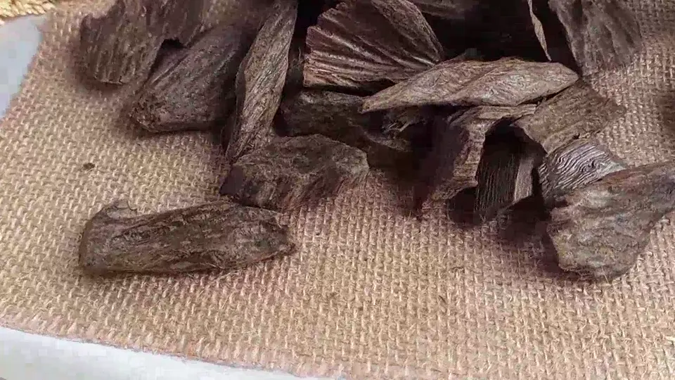 Indonesian Agarwood Tunggul – Fibrous Root Pieces video cover