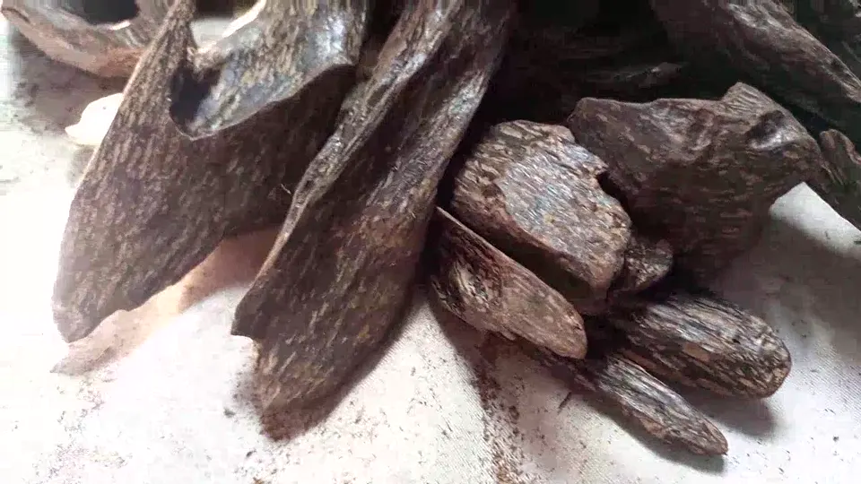 Indonesian Agarwood – Chunky Resinous Wood Pieces video cover