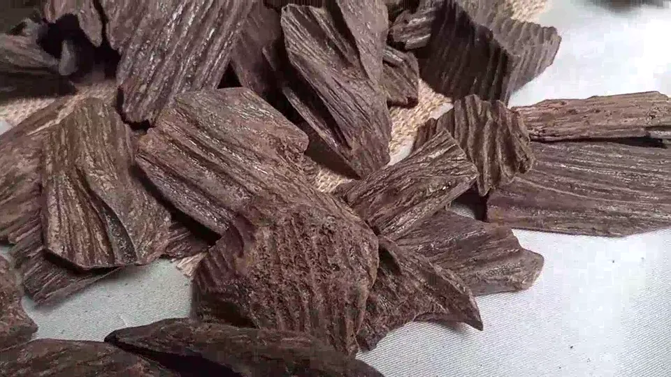 Indonesian Agarwood Tunggul – Thick Root-Style Pieces video cover
